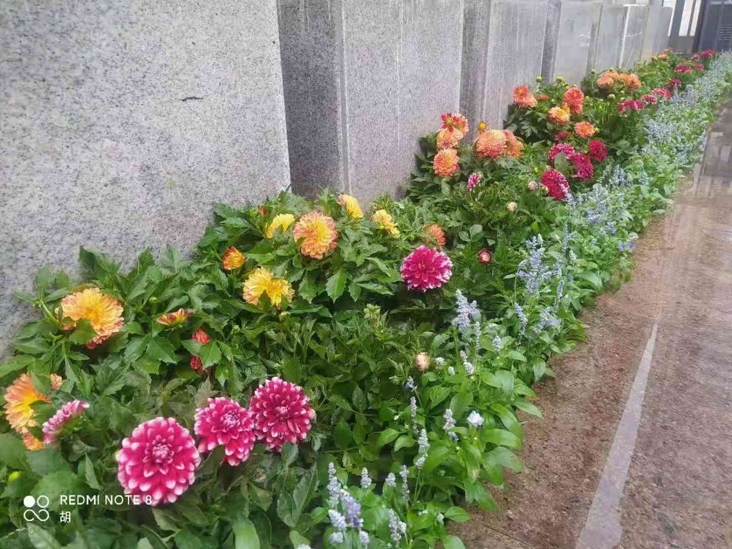 單位綠植花卉租擺